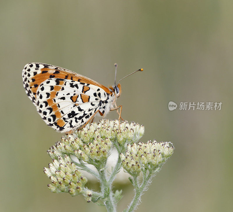 斑点贝母或红带贝母(Melitaea didyma)